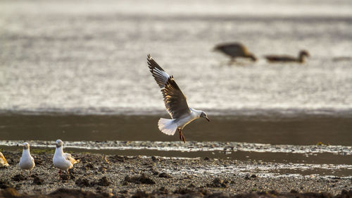 Seagulls flying over sea