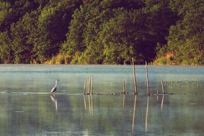 Birds in lake against trees in forest