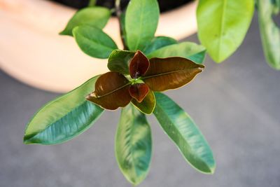 High angle view of green leaves on plant