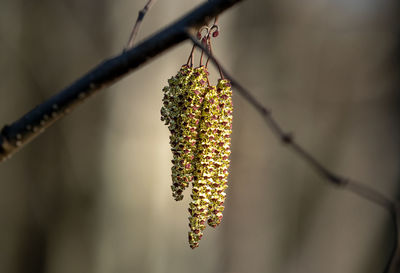 Close-up of plant on twig