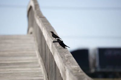 Female red-winged blackbird agelaius phoeniceus on a wooden rail near a male red-winged blackbird