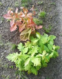 Close-up of plant in autumn leaves