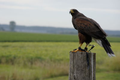 Close-up of hawk perching on wooden post