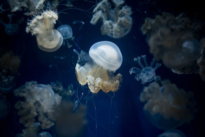 Close-up of jellyfish in sea