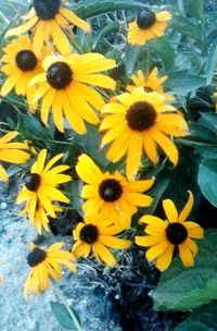 Close-up of yellow flower