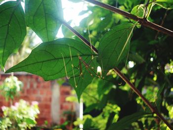 Close-up of green leaves on branch