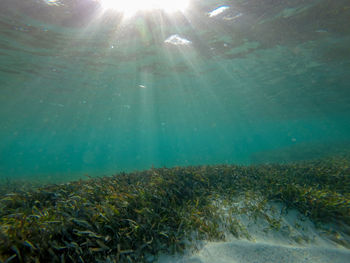 View of coral swimming in sea