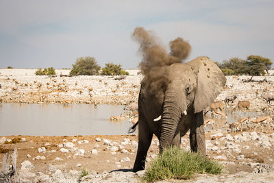 Elephant standing on landscape against sky