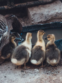 Close-up of young birds