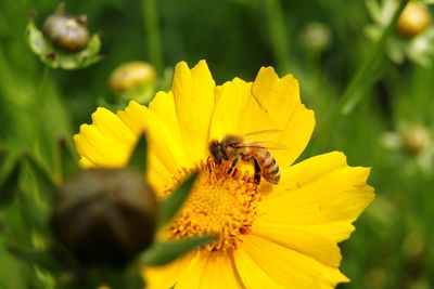 Close-up of bee pollinating on yellow flower