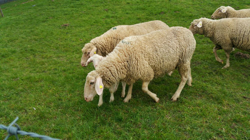 Sheep grazing on grassland