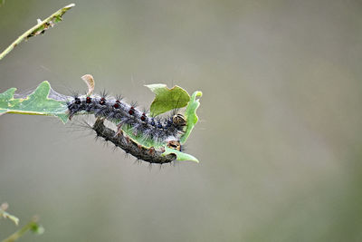 Close-up of insect