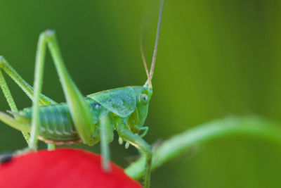 Close-up of insect on leaf