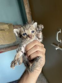 Portrait of hand holding kitten