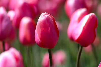 Close-up of pink tulips