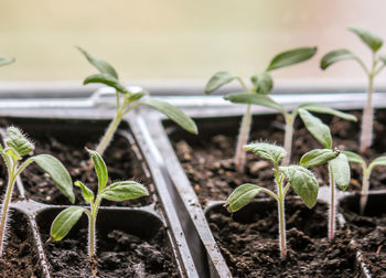 Close-up of seedlings in tray