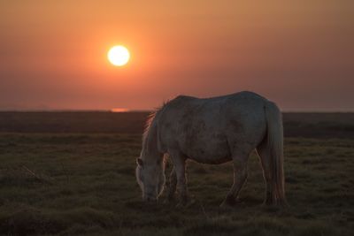 Horse grazing on field during sunset