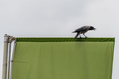 Bird perching on a wall