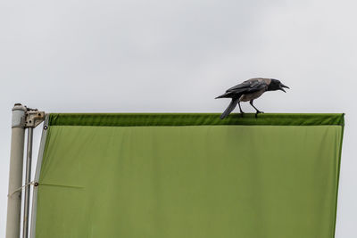 Bird perching on a green flag