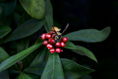 Close-up of insect on leaf