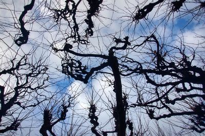 Low angle view of bare trees against sky