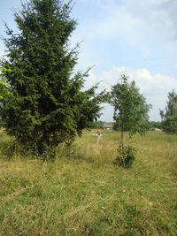 Trees on field against sky
