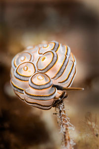 Close-up of snail