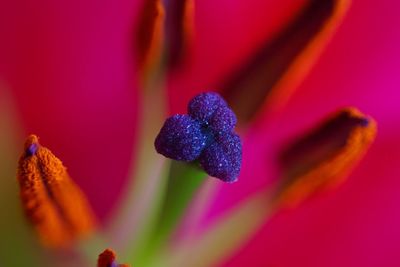 Close-up of flower