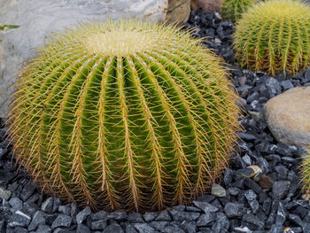 High angle view of prickly pear cactus