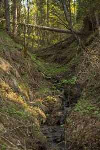 Trees growing in forest