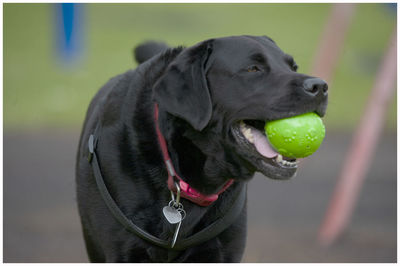 Close-up of a dog