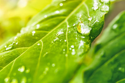 Close-up of wet plant leaves