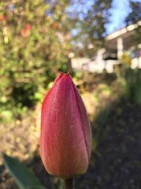 Close-up of pink flower