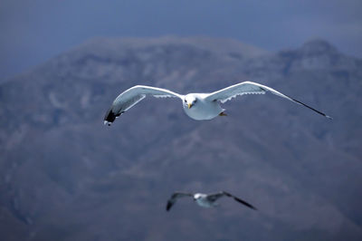 Seagulls flying and hovering in the sky