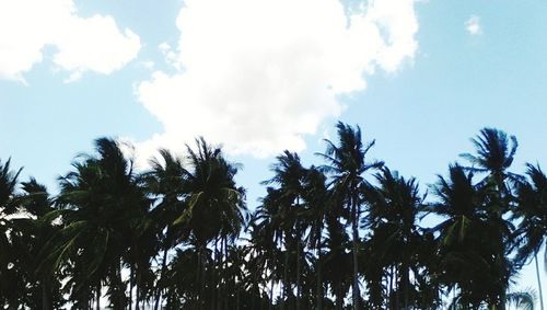 Low angle view of palm trees against sky