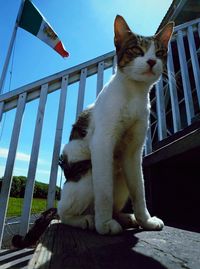 Cat sitting outdoors