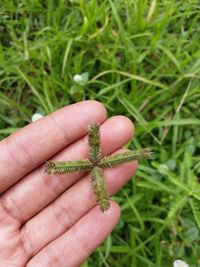 Close-up of hand holding lizard