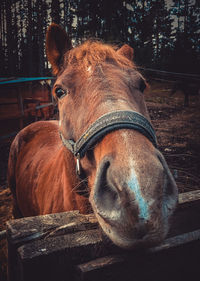 Close-up of horse in stable