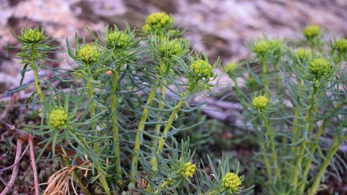 Close-up of plants