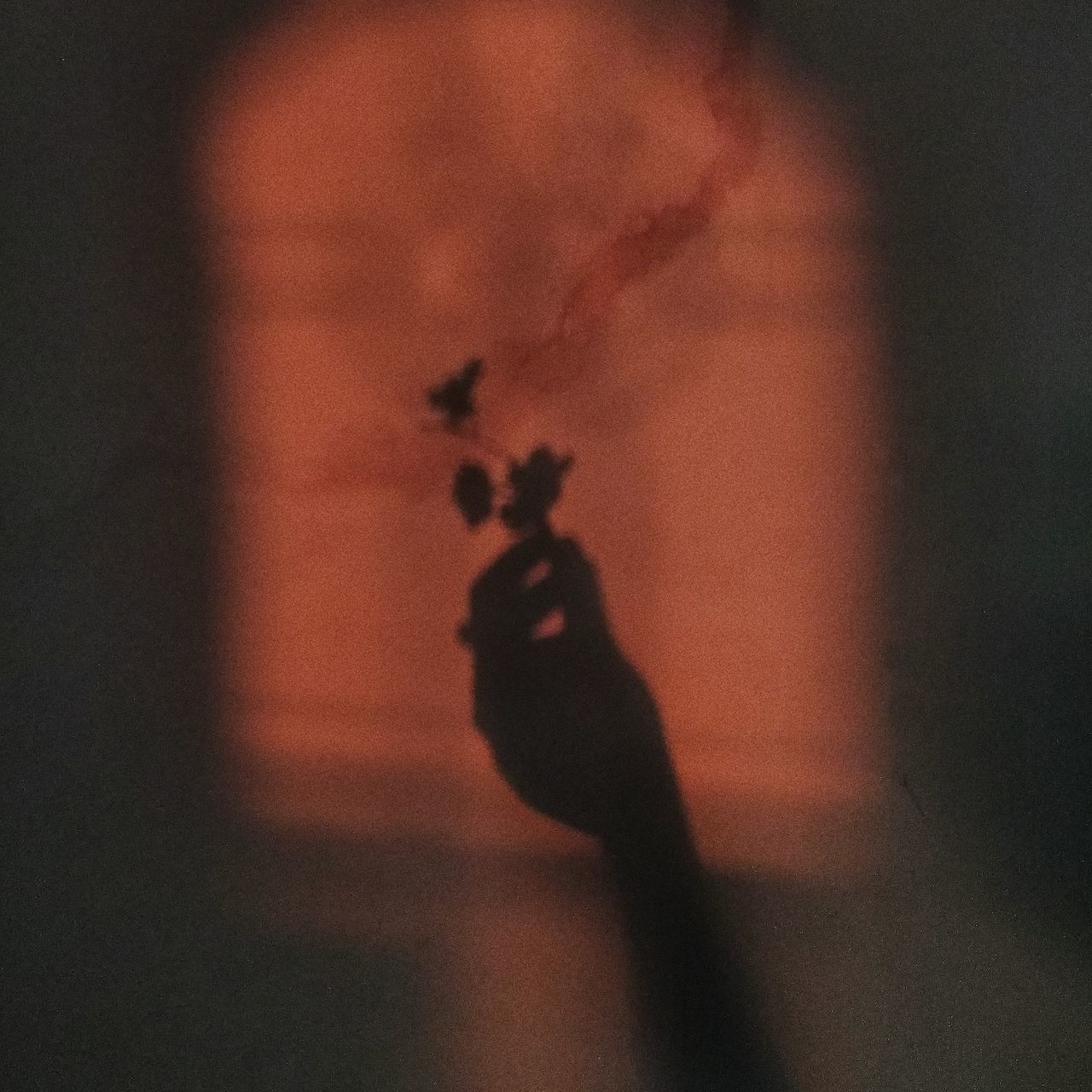 SHADOW OF PERSON HOLDING PLANT