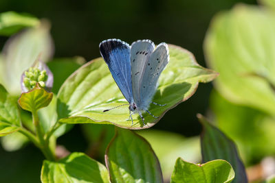 Macro shot of a holly blue butterfly perched on a leaf