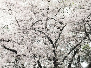 Full frame shot of tree