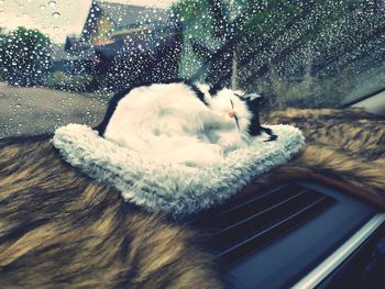 Close-up of cat resting on window