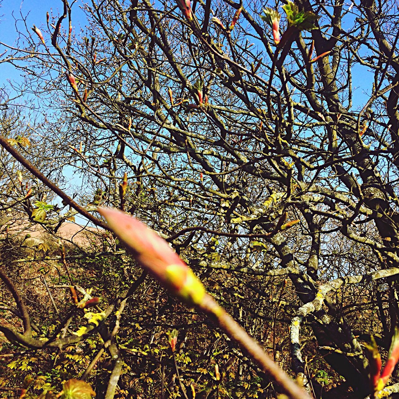 low angle view, tree, growth, branch, nature, flower, sky, beauty in nature, leaf, plant, sunlight, outdoors, clear sky, day, part of, yellow, no people, tranquility, freshness, cropped