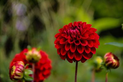 Close-up of red dahlia flower