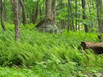 Scenic view of forest