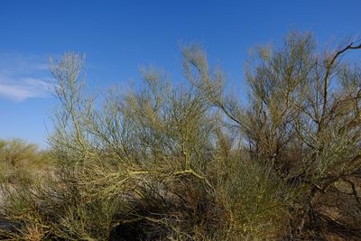 Plants against clear blue sky