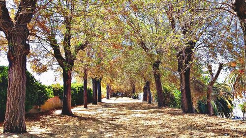 Road passing through forest