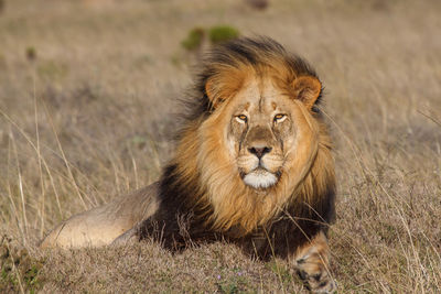 Portrait of a east african lion on field
