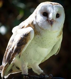 Close-up portrait of owl perching outdoors